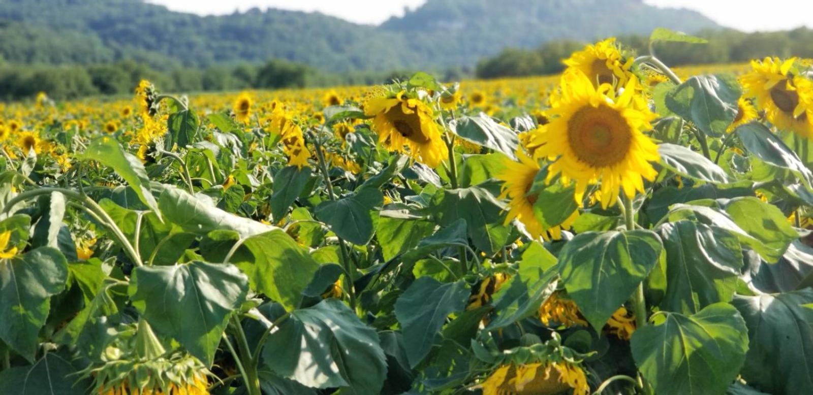 Willa Moulin De L'Hoste Larzac Zewnętrze zdjęcie